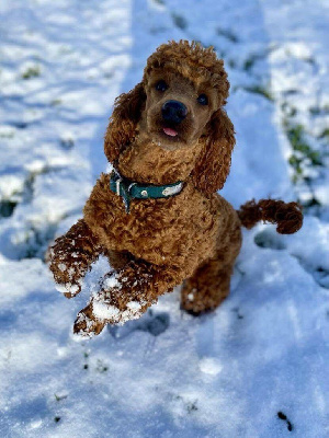 Étalon Caniche - Verveine Du pré moussey