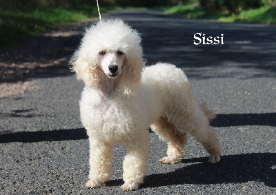 Étalon Caniche - Sissi De la butte domfrontaise