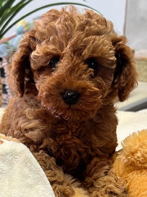 Étalon Caniche - Alabama du mas d'aigret