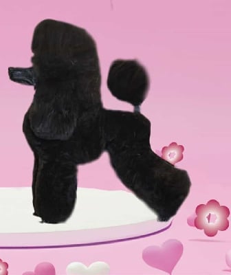 Étalon Caniche - M And C Signature Unforgettable