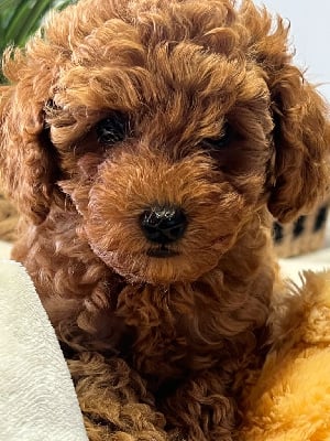 Étalon Caniche - Aloumie du mas d'aigret