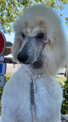 Étalon Caniche - CurlyWaves Adèle sends my love