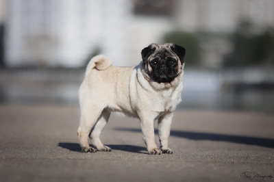 Étalon Carlin - CH. my cubes Edelweiss