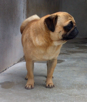 Étalon Carlin - Secret-de nuance doree Nostalgie de France