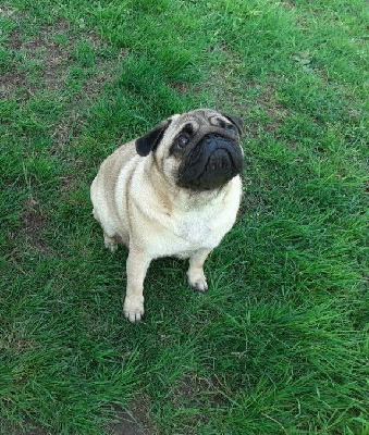 Étalon Carlin - Unique des katiminiboules