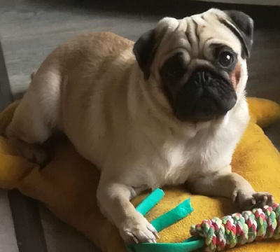 Étalon Carlin - Ultime decision de la gloire de febus De L'Ouche Des P'tites Muses