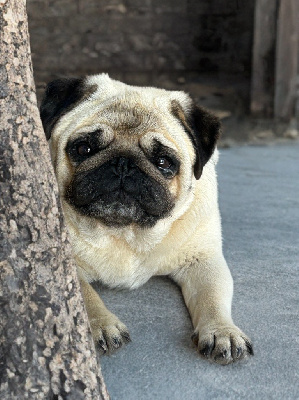 Étalon Carlin - Skully Du Clos De Compostelle