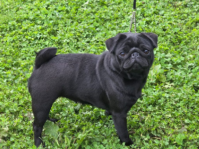 Étalon Carlin - Una black Du chevalier de saint maxime