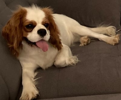 Étalon Cavalier King Charles Spaniel - Upi des Collines de Diwan