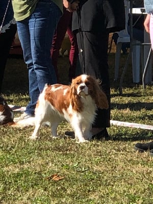 Étalon Cavalier King Charles Spaniel - Upsy-daisy des Rompudes de Beauvoir