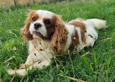 Étalon Cavalier King Charles Spaniel - Storm haven Very good boy