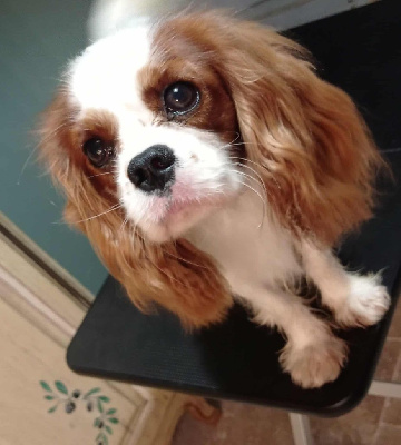 Étalon Cavalier King Charles Spaniel - CH. aksmada´s Aksmada 's kyang