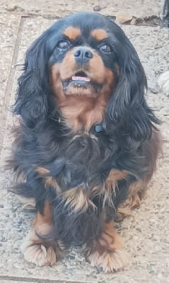 Étalon Cavalier King Charles Spaniel - Reglisse mint Du puits des sortileges