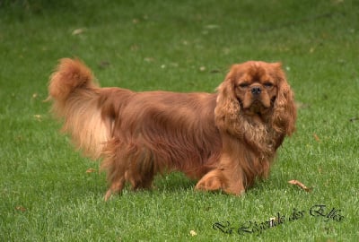 Étalon Cavalier King Charles Spaniel - Varick dit vadim Du clos de larpege