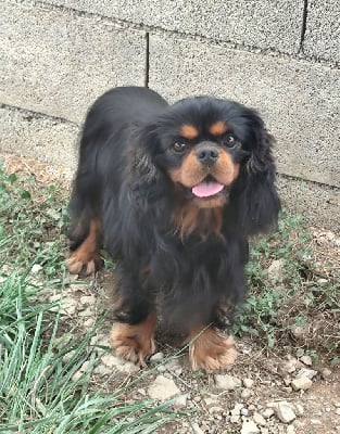 Étalon Cavalier King Charles Spaniel - CH. J ti amo Du Castel Des Petits Coeurs