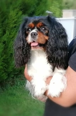 Étalon Cavalier King Charles Spaniel - R'mione D'Ez Mortes Terres
