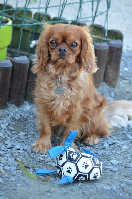 Étalon Cavalier King Charles Spaniel - Ulya Des Vents D'Océan