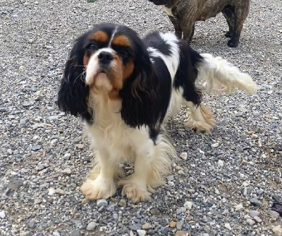 Étalon Cavalier King Charles Spaniel - Vahina des gardiens de Leana