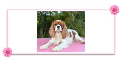 Étalon Cavalier King Charles Spaniel - Sweet Baby Bear Vanilla