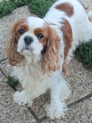 image de Ti'punch coco