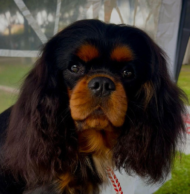 Étalon Cavalier King Charles Spaniel - Kyoto pride of alemargo's