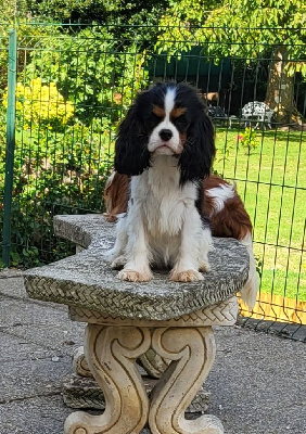Étalon Cavalier King Charles Spaniel - Angun du domaine de machrisor