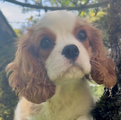 Étalon Cavalier King Charles Spaniel - Anaa Of an excellent choice