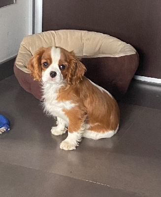 Étalon Cavalier King Charles Spaniel - Veni vidi vici dite vickie des gardiens de Leana