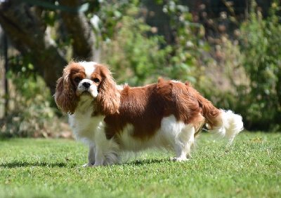 Étalon Cavalier King Charles Spaniel - Une composition Du Mas Ensoleillé