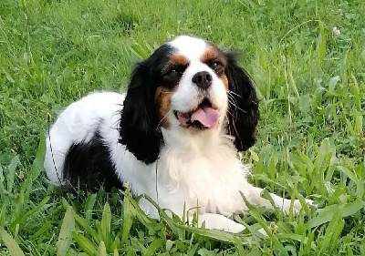 Étalon Cavalier King Charles Spaniel - Rj white D'Ez Mortes Terres