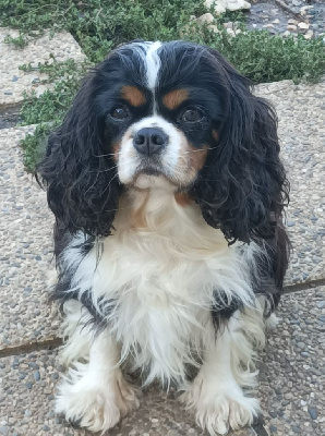Étalon Cavalier King Charles Spaniel - Uthopie dream world Du puits des sortileges
