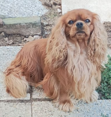 image de Teddy rosso