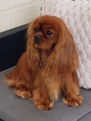 Étalon Cavalier King Charles Spaniel - Uprising little beauty des petits Anges de Sophie