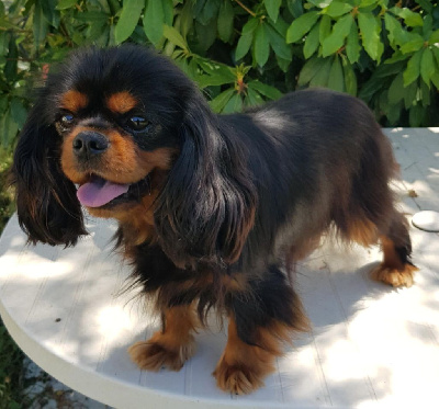 Étalon Cavalier King Charles Spaniel - Une intuition des Princes de la foret noire