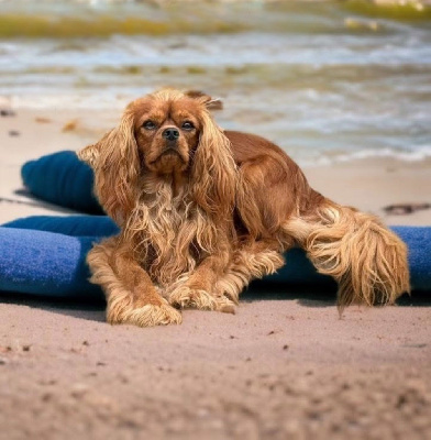 Étalon Cavalier King Charles Spaniel - Very sweet boy De la geode