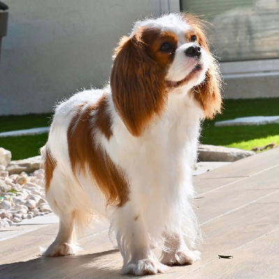 Étalon Cavalier King Charles Spaniel - CH. Una bella de Bettignies