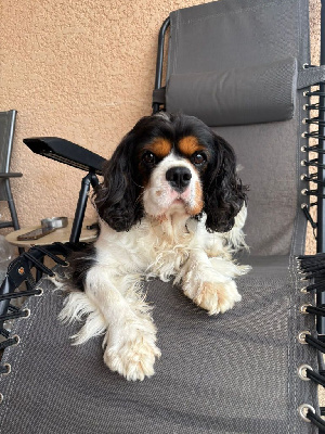 Étalon Cavalier King Charles Spaniel - Sky De la combe berail