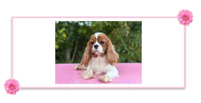 Étalon Cavalier King Charles Spaniel - Vahia Di Casa Borgo