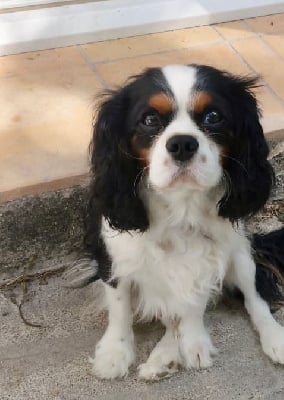 Étalon Cavalier King Charles Spaniel - Voltige high Du Relais D'Issanka