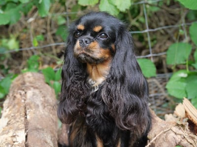 Étalon Cavalier King Charles Spaniel - Une reine victoria des brandes de beaulieu