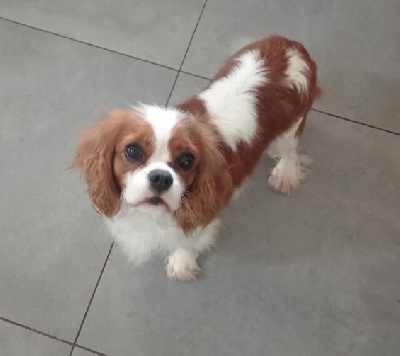 Étalon Cavalier King Charles Spaniel - Taormina des Jardins de Bagatelle