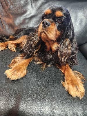 Étalon Cavalier King Charles Spaniel - Valentina Du Royaume De Victoria