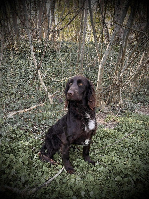 Étalon Chien d'Oysel allemand - Ulla (Sans Affixe)