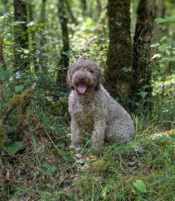 Étalon Chien d'eau espagnol - Tiiu of the marjohrita