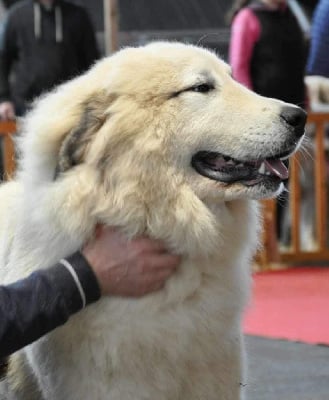 Étalon Chien de Montagne des Pyrenees - U'belle de la Vallée des Chtis Patou