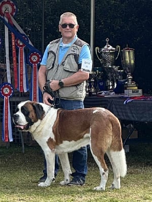 Étalon Chien du Saint-Bernard - Ralf du mas de Jalnot