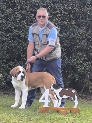 Étalon Chien du Saint-Bernard - Ange du mas de Jalnot