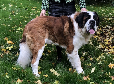 Étalon Chien du Saint-Bernard - Taalix du val de morakoft