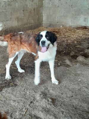 Étalon Chien du Saint-Bernard - Une de mai de la Boutinais