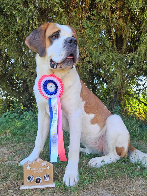 Étalon Chien du Saint-Bernard - Ultracanon lola des préludes du chassignolan